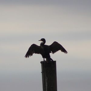 Meet your Posher, Caitlyn